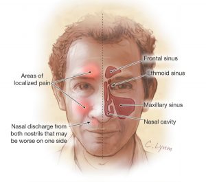 human nasal structure