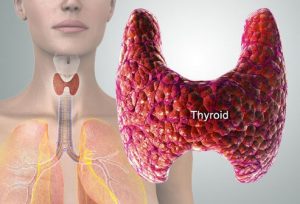 Thyroid gland in the neck.