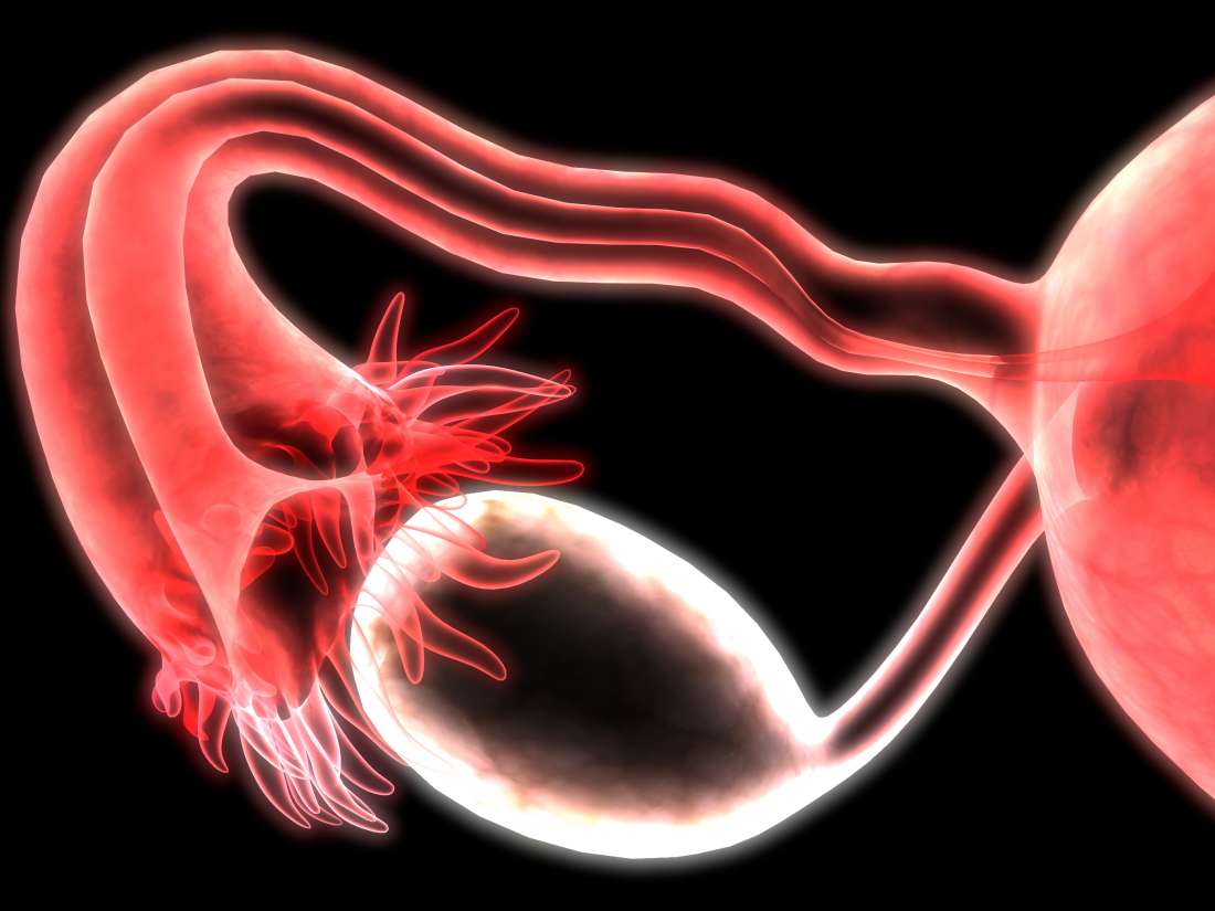 corpus-luteum-role-in-the-body-what-pathology-can-occur