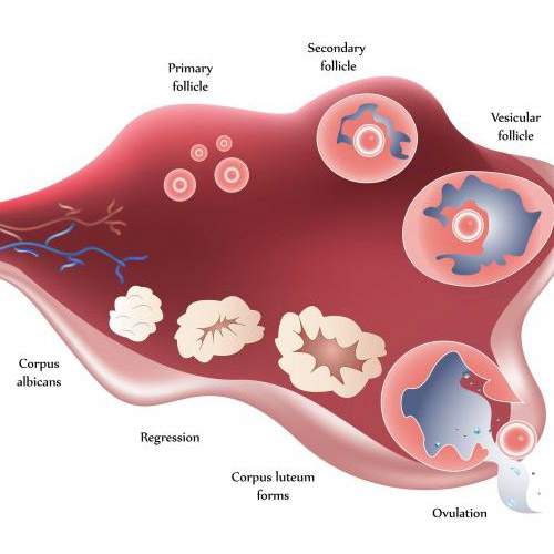 what-does-a-cyst-in-the-groin-look-like-design-talk