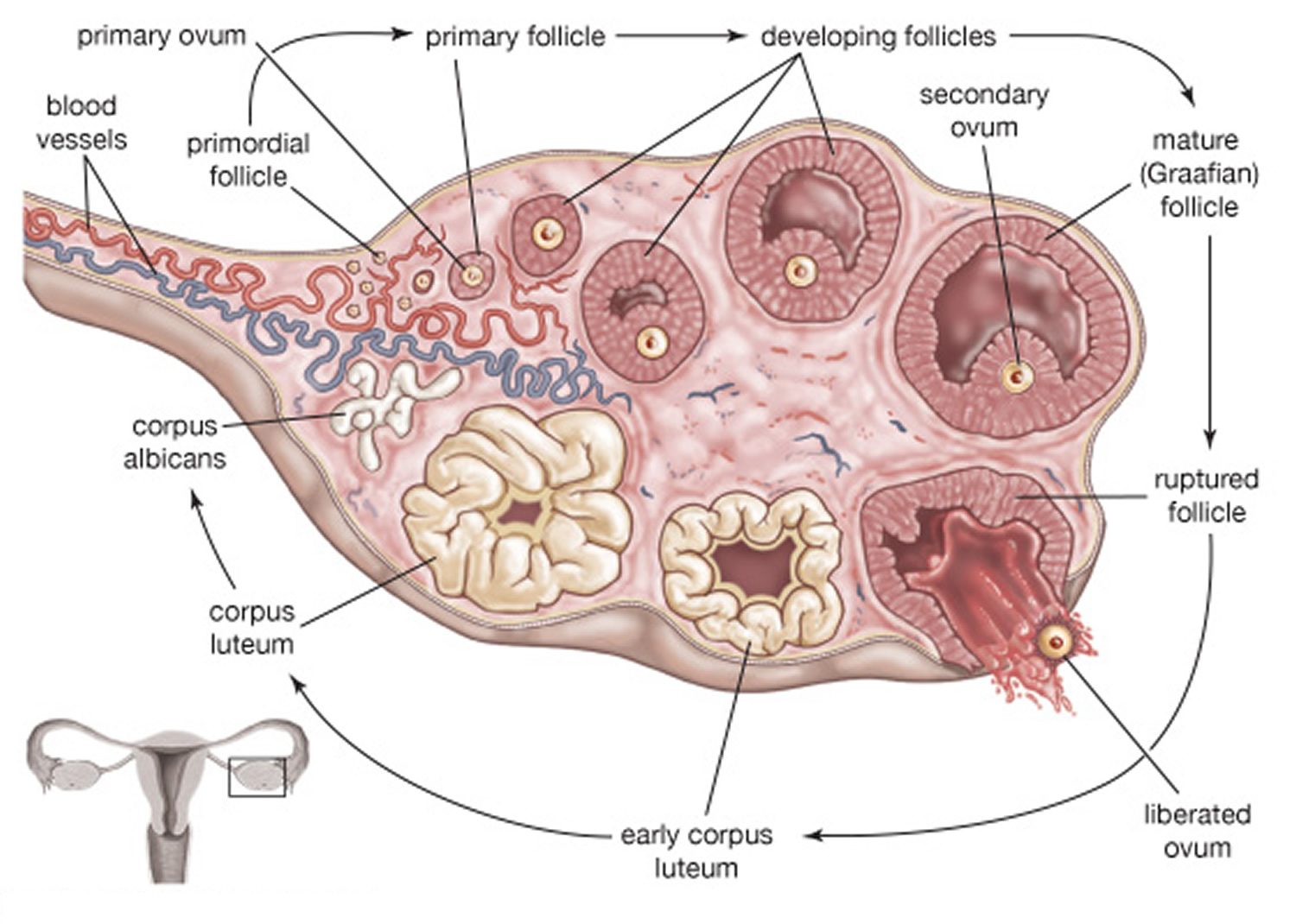 appendix-pain-left-or-right